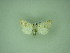  (Mycteroplus - MM27320)  @11 [ ] by-nc (2021) Markus Rantala Unspecified