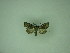 (Oligia grisescens - MM27328)  @12 [ ] by-nc (2021) Markus Rantala Unspecified