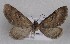 (Eupithecia moecha - MM27522)  @11 [ ] by-nc (2021) Unspecified University of Oulu