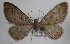  (Eupithecia elissa - MM27550)  @11 [ ] by-nc (2022) Jukka Tabell Unspecified