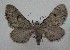  (Eupithecia TAB1 - MM27556)  @11 [ ] by-nc (2022) Jukka Tabell Unspecified