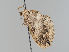  (Pareulype taczanowskiaria - MTah194)  @11 [ ] by-nc (2018) Marko Mutanen University of Oulu