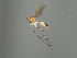  ( - MZH_GAS.486)  @11 [ ] by-nc (2021) Marko Mutanen University of Oulu