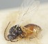  (Aulacidea abdominalis - MZH_GL.3742)  @11 [ ] by-nc (2023) Simo Vaananen Luomus