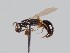  (Laelius virilis - MZH_GL.7343)  @11 [ ] CreativeCommons - Attribution Non-Commercial (2018) Marko Mutanen University of Oulu