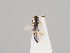  (Laelius parcepilosus - MZH_GL.7350)  @11 [ ] CreativeCommons - Attribution Non-Commercial (2018) Marko Mutanen University of Oulu