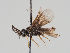  (Microdiprion fuscipennis - MZH_GP.106419)  @11 [ ] CreativeCommons - Attribution Non-Commercial (2018) Marko Mutanen University of Oulu