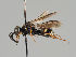  (Nysson maculosus - MZH_GP.80312)  @15 [ ] CreativeCommons - Attribution Non-Commercial (2018) Marko Mutanen University of Oulu