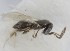  (Telenomus danubialis - MZH_GQ.5152)  @11 [ ] by-nc (2024) Simo Vaananen Luomus
