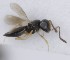  (Telenomus longistriatus - MZH_GQ.5156)  @11 [ ] by-nc (2024) Simo Vaananen Luomus