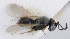  (Telenomus nitidulus - MZH_GQ.5159)  @11 [ ] by-nc (2024) Simo Vaananen Luomus
