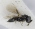  (Telenomus punctiventris - MZH_GQ.5161)  @11 [ ] by-nc (2024) Simo Vaananen Luomus
