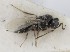  (Metaclisis areolatus - MZH_GQ.5183)  @11 [ ] by-nc (2024) Simo Vaananen Luomus