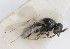  (Platygaster striatithorax - MZH_GQ.5238)  @11 [ ] by-nc (2024) Simo Vaananen Luomus