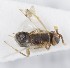  (Acerophagus austriacus - MZH_GQ.5314)  @11 [ ] by-nc (2024) Simo Vaananen Luomus