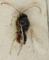  (Synergus ruficornis - MZH_GQ.6611)  @11 [ ] by-nc (2023) Simo Vaananen Luomus