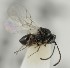  (Microstilba heterogena - MZH_GQ.6648)  @11 [ ] by-nc (2023) Simo Vaananen Luomus