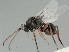  (Aspicera scutellata - MZH_GQ.6681)  @11 [ ] by-nc (2023) Simo Vaananen Luomus
