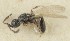  (Spilomicrus thomsoni - MZH_GQ.6838)  @11 [ ] by-nc (2024) Simo Vaananen Luomus