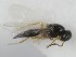  (Platygaster rutilipes - MZH_GQ.6920)  @11 [ ] by-nc (2024) Simo Vaananen Luomus