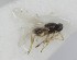  (Amitus longicornis - MZH_GQ.6930)  @11 [ ] by-nc (2024) Simo Vaananen Luomus