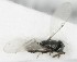  (Aphycoides clavellatus - MZH_GQ.6980)  @11 [ ] by-nc (2024) Simo Vaananen Luomus