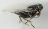  (Copidosoma cyaneum - MZH_GQ.7016)  @11 [ ] by-nc (2024) Simo Vaananen Luomus