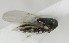  (Copidosoma radnense - MZH_GQ.7023)  @11 [ ] by-nc (2024) Simo Vaananen Luomus