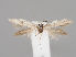  (Coelopoeta valalbui - MZH_KZ.7713)  @11 [ ] CreativeCommons - Attribution Non-Commercial (2018) Marko Mutanen University of Oulu