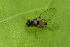  (Agathomyia elegantula - MZH_NG.188)  @11 [ ] by-nc (2021) Miikka Friman Unspecified