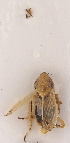  (Arocephalus punctum - NH.1104)  @11 [ ] by-nc (2022) Erkka Laine University of Oulu