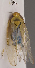  ( - NH.1206)  @11 [ ] by-nc (2022) Erkka Laine University of Oulu