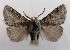  ( - NH.1344)  @11 [ ] by-nc (2022) Jari-Pekka Kaitila Lepidopterological Society of Finland