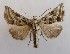  ( - NH.1356)  @11 [ ] by-nc (2022) Jari-Pekka Kaitila Lepidopterological Society of Finland