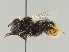  (Eristalis oestracea - NH.282)  @11 [ ] by-nc (2018) Marko Mutanen University of Oulu