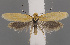  ( - NH.984)  @11 [ ] by-nc (2022) Anssi Vahatalo Luomus