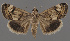  ( - NH.996)  @11 [ ] by-nc (2022) Anssi Vahatalo Luomus