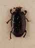  (Platylomalus complanatus - NJ.039)  @11 [ ] by-nc (2088) Erkka Laine University of Oulu