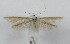  (Coleophora lepida - TAB0024)  @11 [ ] by-nc (2022) Jukka Tabell Unspecified