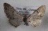  (Eupithecia vivida - TAB0053)  @11 [ ] by-nc (2022) Jukka Tabell Unspecified