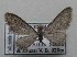  (Eupithecia adscriptaria - TAB0079)  @11 [ ] by-nc (2022) Jukka Tabell Unspecified