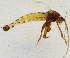  (Corynocera ambigua - ZMUO.024280)  @12 [ ] CreativeCommons - Attribution Non-Commercial (2015) Marko Mutanen University of Oulu