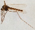  (Micropsectra notescens - ZMUO.024298)  @13 [ ] CreativeCommons - Attribution Non-Commercial (2015) Marko Mutanen University of Oulu