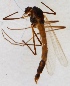 (Micropsectra roseiventris - ZMUO.024515)  @13 [ ] CreativeCommons - Attribution Non-Commercial (2015) Marko Mutanen University of Oulu