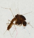  (Corynoneura coronata - ZMUO.024711)  @12 [ ] CreativeCommons - Attribution Non-Commercial (2015) Marko Mutanen University of Oulu