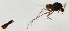  (Metriocnemus caudigus - ZMUO.024719)  @12 [ ] CreativeCommons - Attribution Non-Commercial (2015) Marko Mutanen University of Oulu