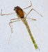  (Tanytarsus aberrans - ZMUO.024873)  @12 [ ] CreativeCommons - Attribution Non-Commercial (2015) Marko Mutanen University of Oulu