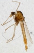  (Rheotanytarsus curtistylus - ZMUO.024901)  @12 [ ] CreativeCommons - Attribution Non-Commercial (2015) Marko Mutanen University of Oulu