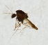  (Corynoneura scutellata - ZMUO.025084)  @13 [ ] CreativeCommons - Attribution Non-Commercial (2015) Marko Mutanen University of Oulu