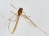  (Rheotanytarsus muscicola - ZMUO.025104)  @12 [ ] CreativeCommons - Attribution Non-Commercial (2015) Marko Mutanen University of Oulu